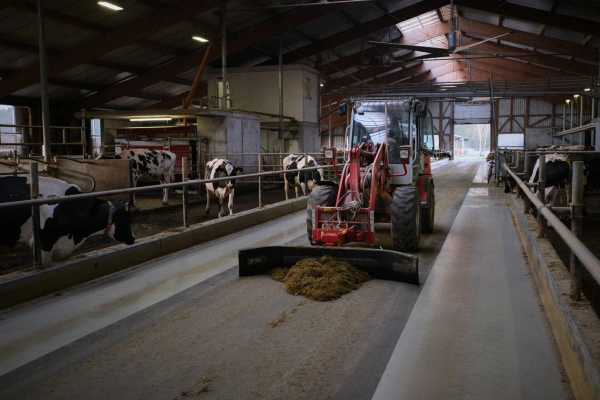 KI generiert: Ein Traktor räumt in einem Kuhstall den Boden sauber.