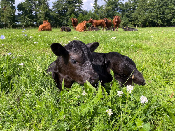 KI generiert: Ein schwarzes Kalb liegt auf einer Wiese, im Hintergrund mehrere braune Kühe.
