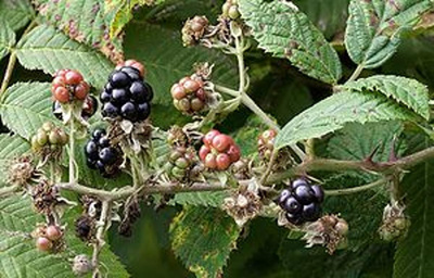 Produktfoto zu Brombeeren 125 g