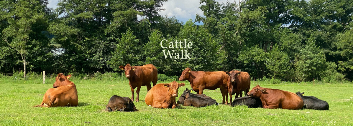 KI generiert: Kühe ruhen auf einer Wiese, umgeben von Bäumen. Text im Bild: "Cattle Walk".