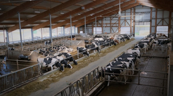 KI generiert: In einem großen Stall fressen zahlreiche Kühe von einer Futterrinne.
