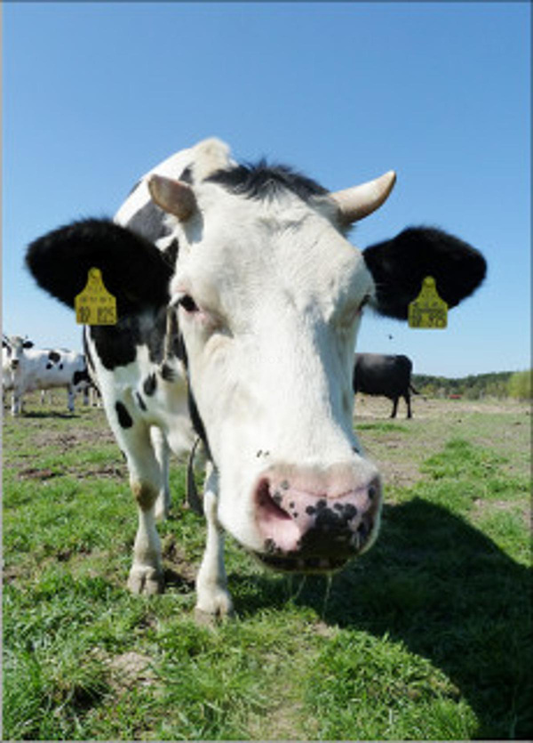 Produktfoto zu Postkarte "Neugierige Kuh"