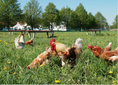 Produktfoto zu Postkarte "Hühner im Gras"