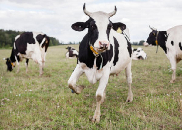 Produktfoto zu Postkarte "Tanzende Kuh"