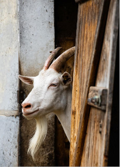 Produktfoto zu Postkarte "Ziege am Stall"