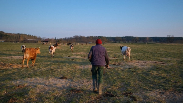 KI generiert: Ein Landwirt geht auf einer Weide mit Kühen im Freien entlang.
