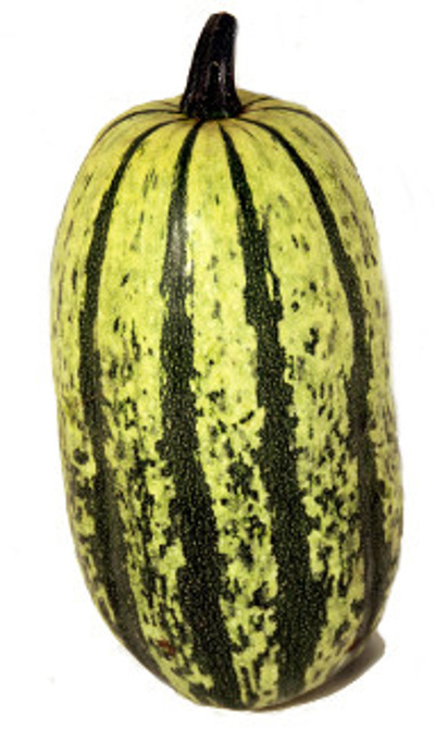 Produktfoto zu Kürbis Spaghetti ca. 1- 1,5 kg