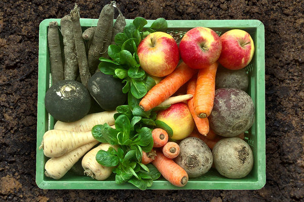 KI generiert: Eine Kiste mit frischem Gemüse und Obst, darunter Äpfel, Karotten, Feldsalat, Rote Bete, Pastinaken und Rettich.