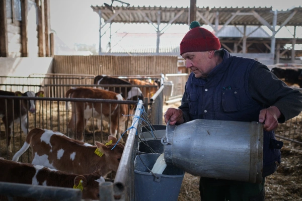 KI generiert: Ein Landwirt füttert Kälber in einem Stall mit Milch aus einem Eimer.
