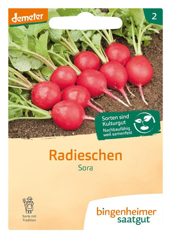 Produktfoto zu Saatgut Radies