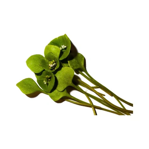 Produktfoto zu Posteleinsalat, 125 g