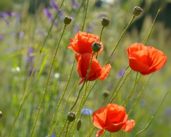 KI generiert: Rote Mohnblumen in einer blühenden Wiese mit unscharfem Hintergrund.