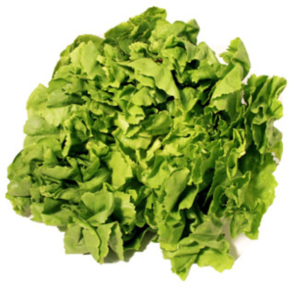 Produktfoto zu Endiviensalat