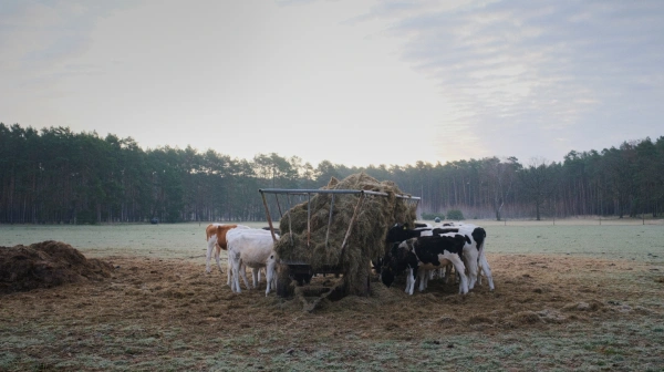 KI generiert: Kühe fressen auf einer Weide an einer Futterstelle, umgeben von Wald im Hintergrund.