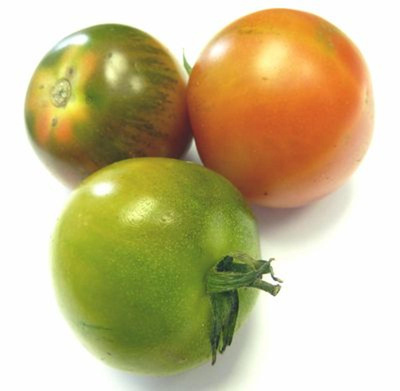 Produktfoto zu Tomaten Camoro