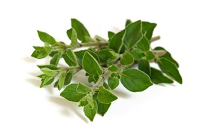 Produktfoto zu Oregano