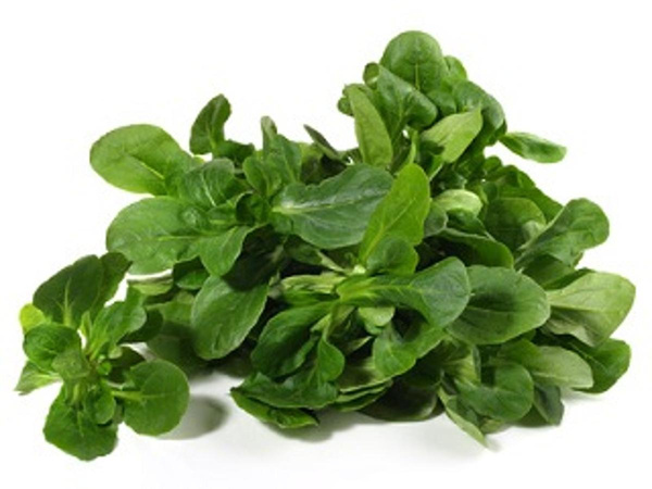 Produktfoto zu Feldsalat, 80 g