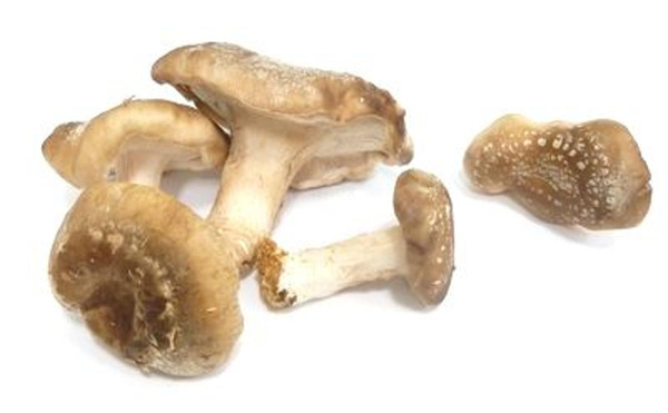 Produktfoto zu Shiitake Pilze, ca. 200g, Bioland