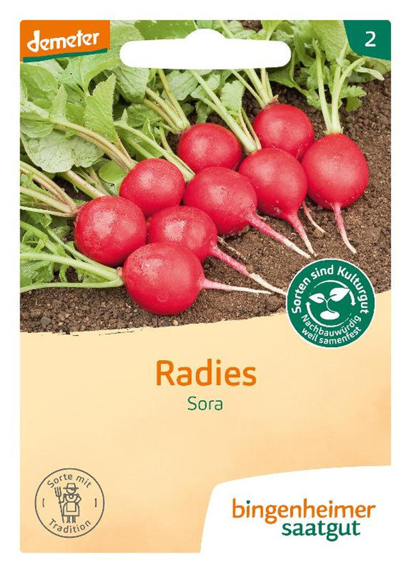 Produktfoto zu Saatgut Radies