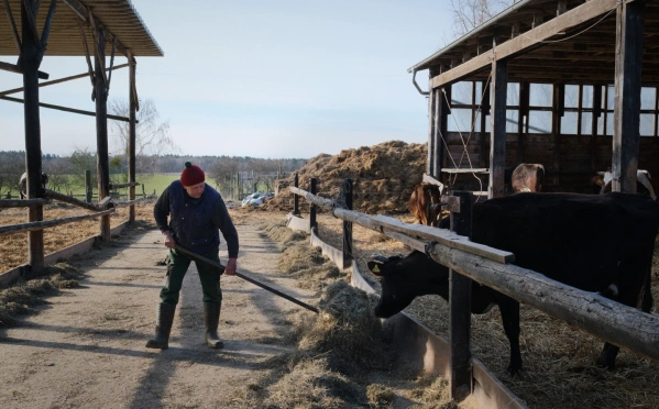 KI generiert: Ein Landwirt verteilt Heu neben einem Stall mit Kühen.