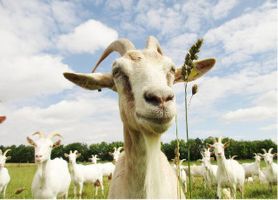 Produktfoto zu Postkarte "Weidende Ziegen"