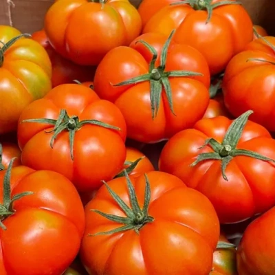 Produktfoto zu Fleischtomate rot _schwarz