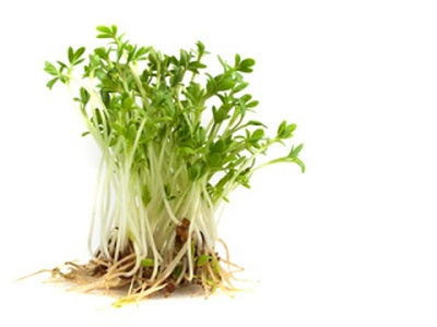 Produktfoto zu Kresse