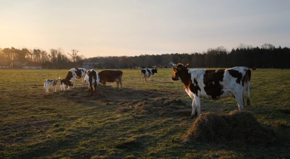 KI generiert: Kühe auf einer Weide bei Sonnenuntergang.