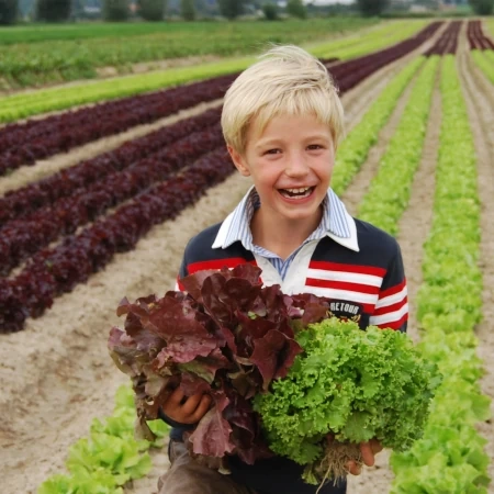 KI generiert: Ein Junge hält roten und grünen Salat auf einem Feld voller Salatpflanzen.