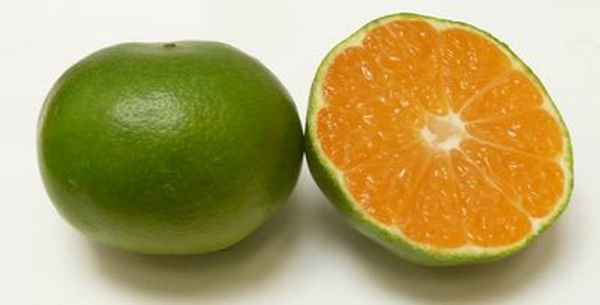 Produktfoto zu Satsumas