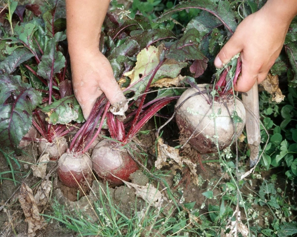 KI generiert: Person erntet rote Bete im Garten.