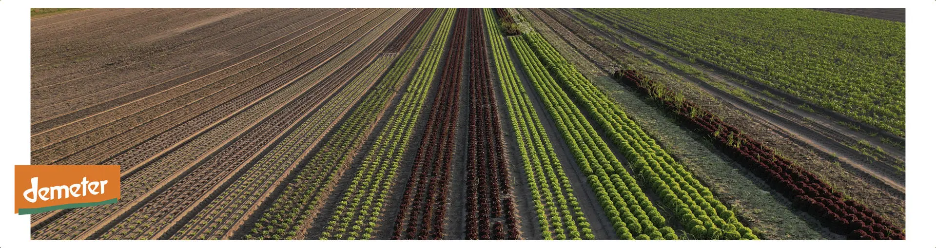 Brodowin vegetable field