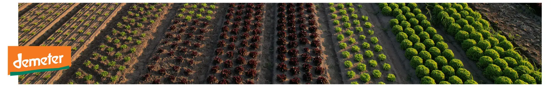 Brodowin vegetable field