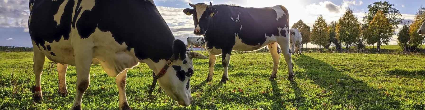 Cows from Brodowin