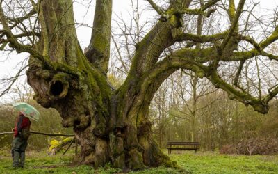 Nationalerbe-Baum in Pehlitzwerder